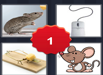 Patru Imagini Un Cuvant