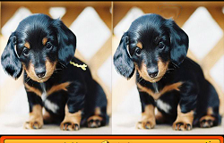 Diferente cu Catelusi